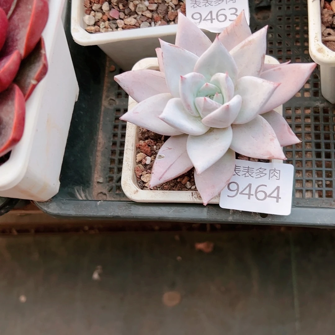 9号多肉N**a我们的生活9464