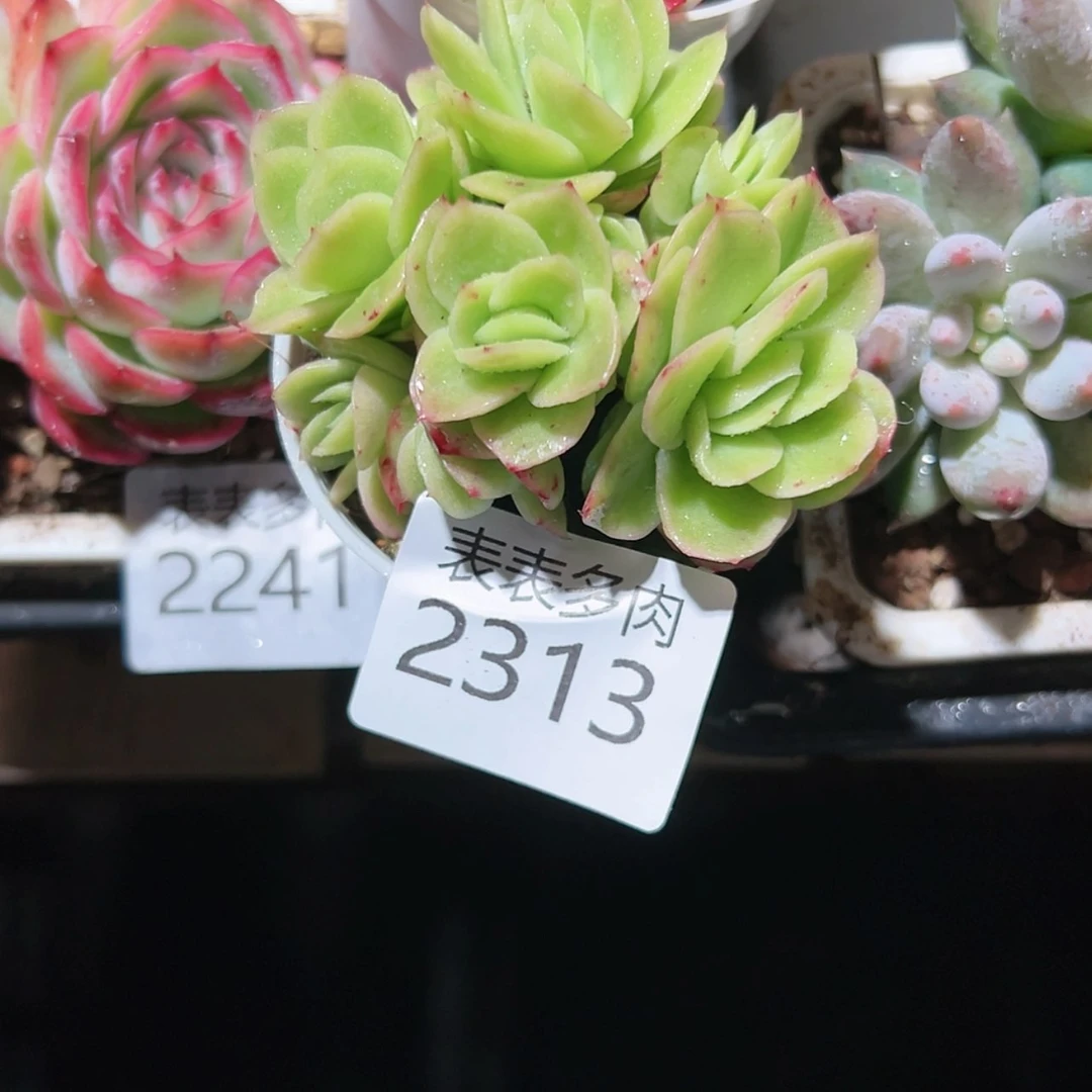 【闪购商品】ღ****每天2 3 1 3