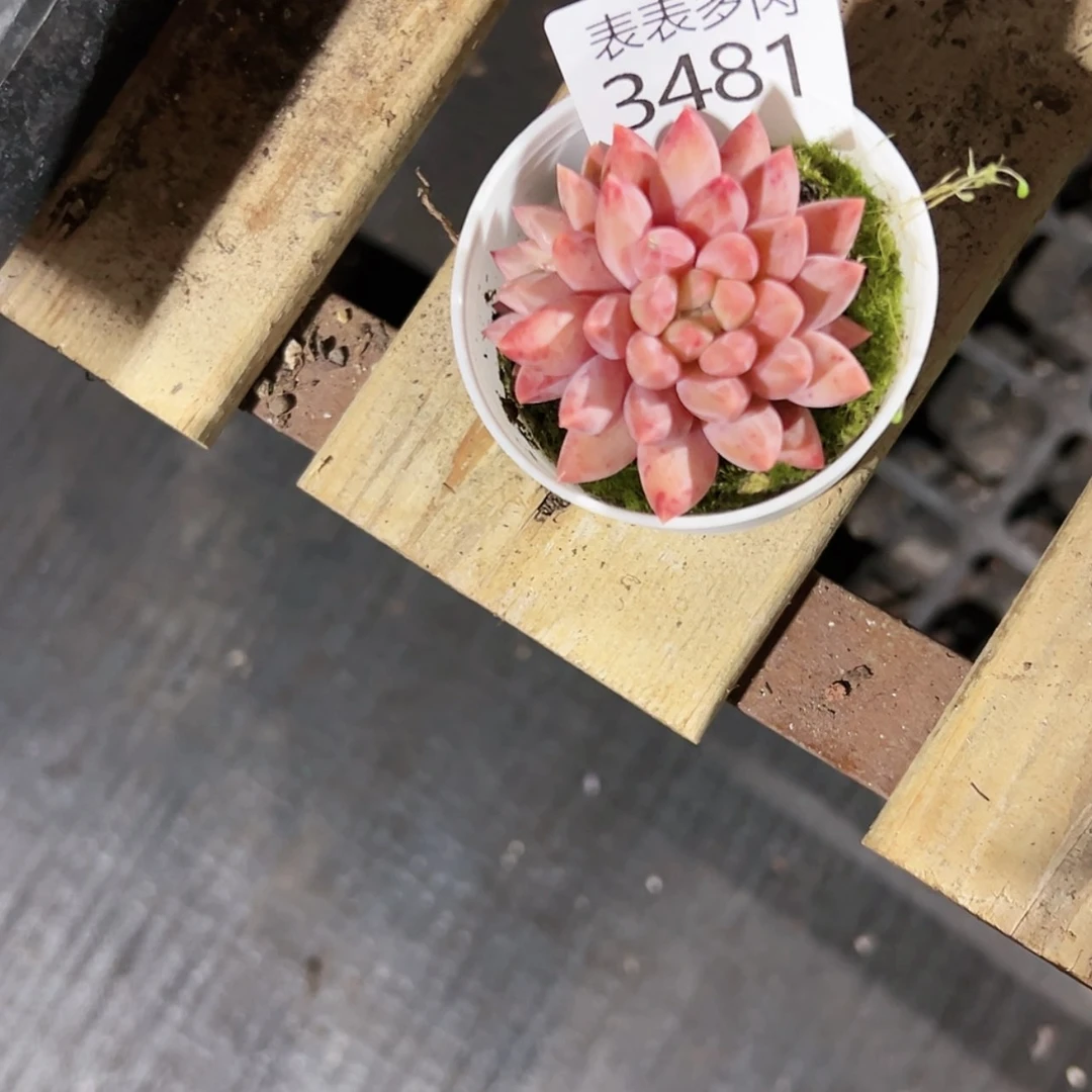 【闪购商品】晴每天3 4 8 1