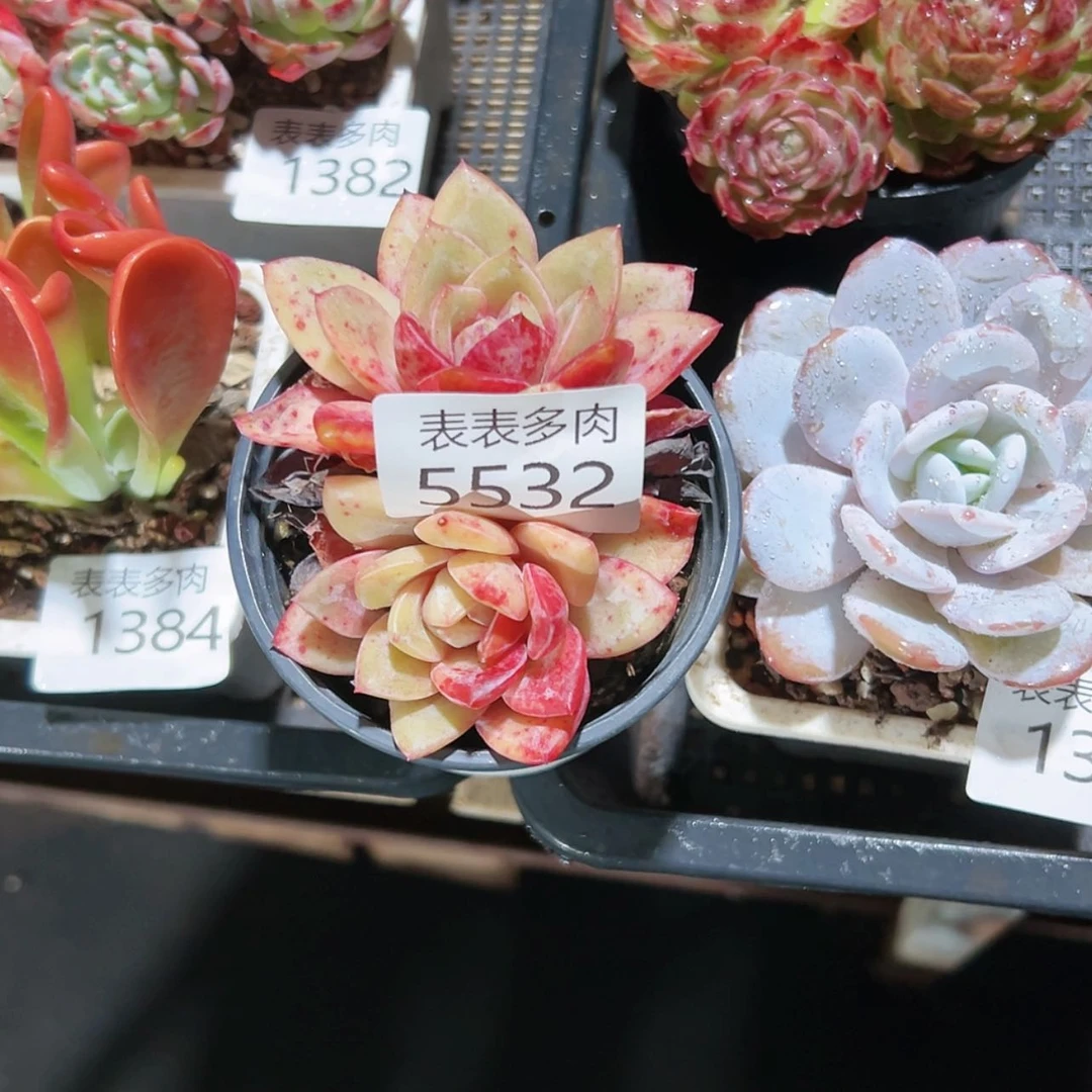 【闪购商品】足***侠每天5 5 3 2