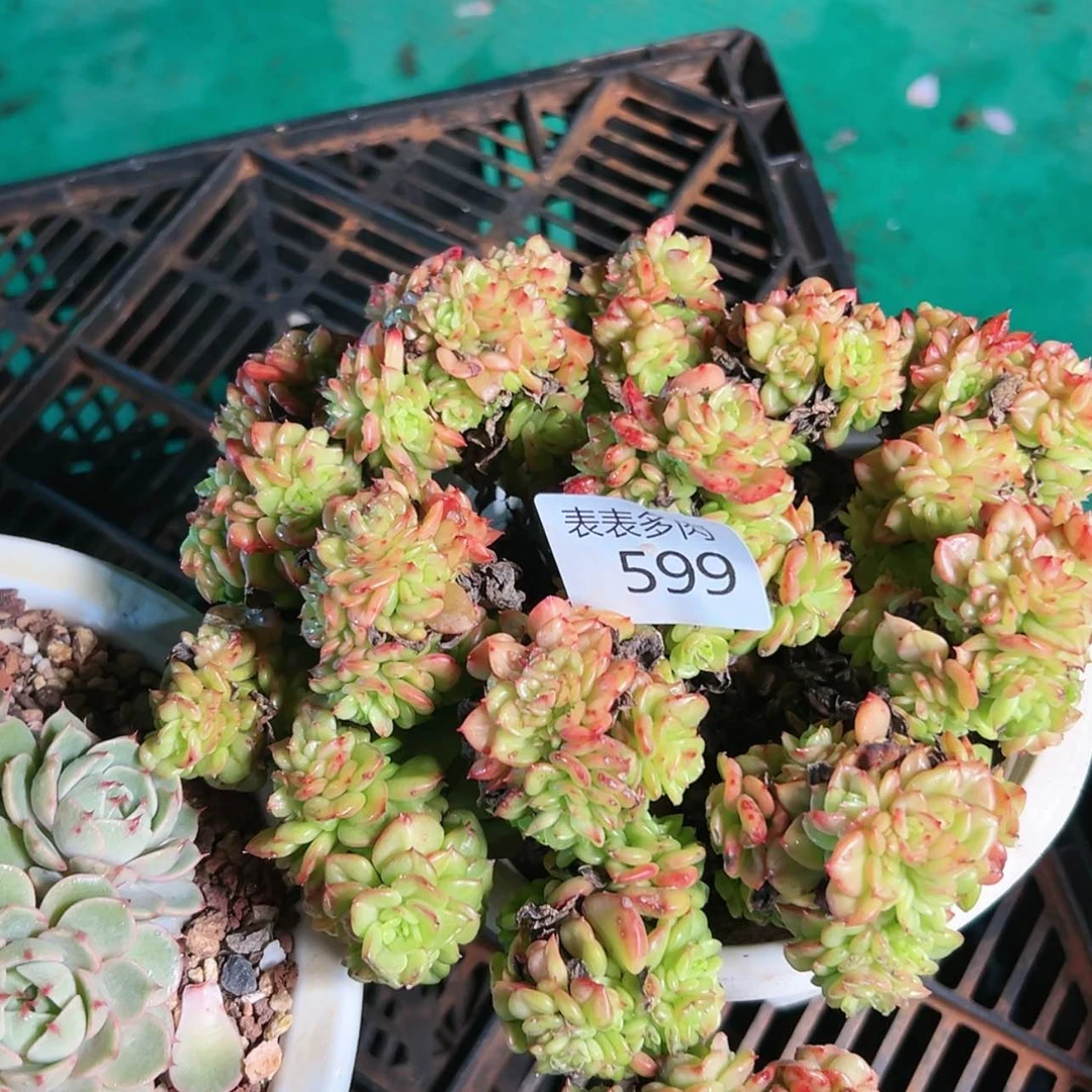 【闪购商品】若****6每天5 9 9