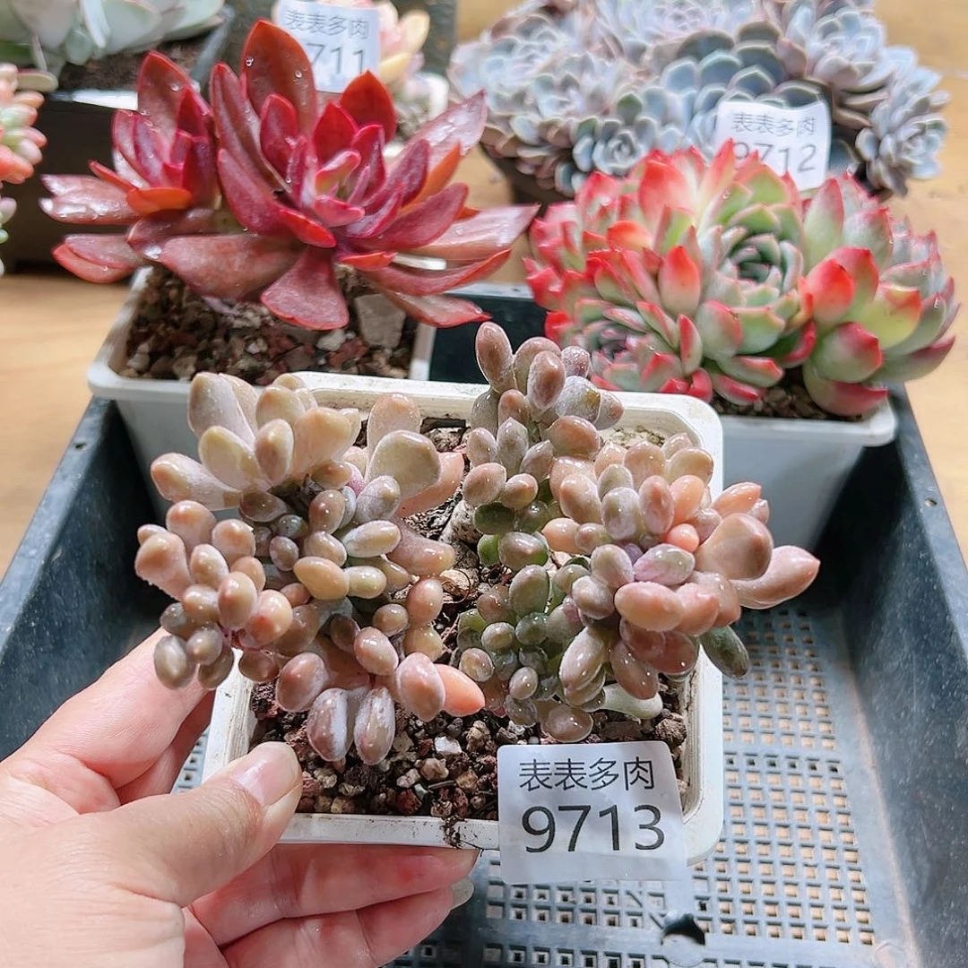 9号多肉我们的生活9713