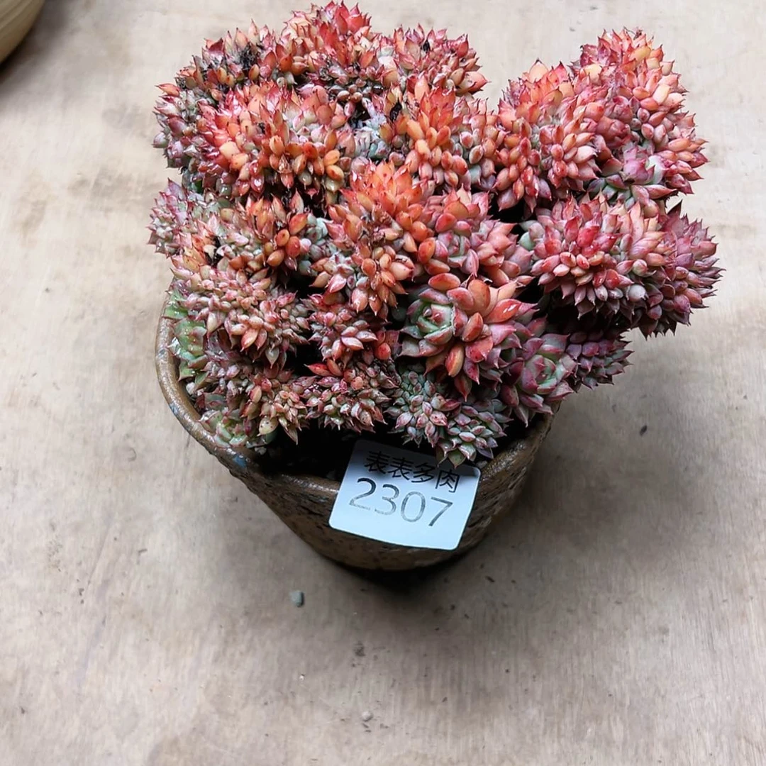 【闪购商品】小*巴每天2 3 0 7