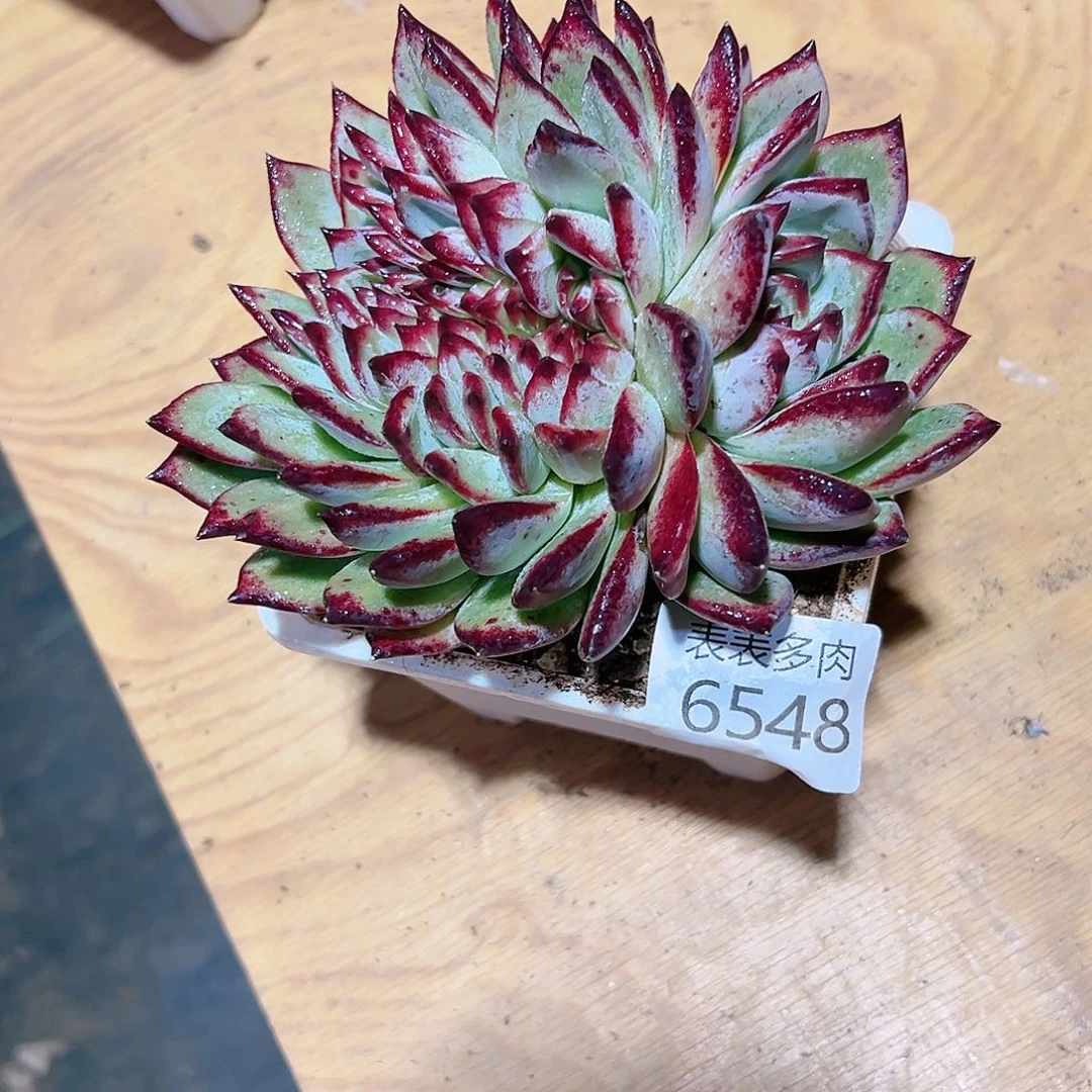 9 0盆多肉小**羊我们的生活是6548