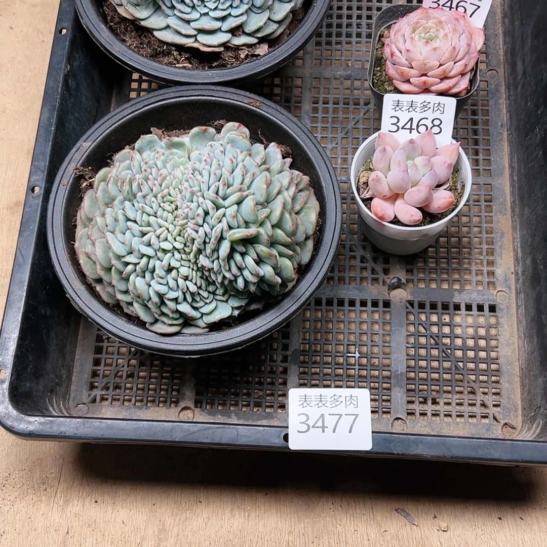 【闪购商品】天***疆每天3 4 7 7