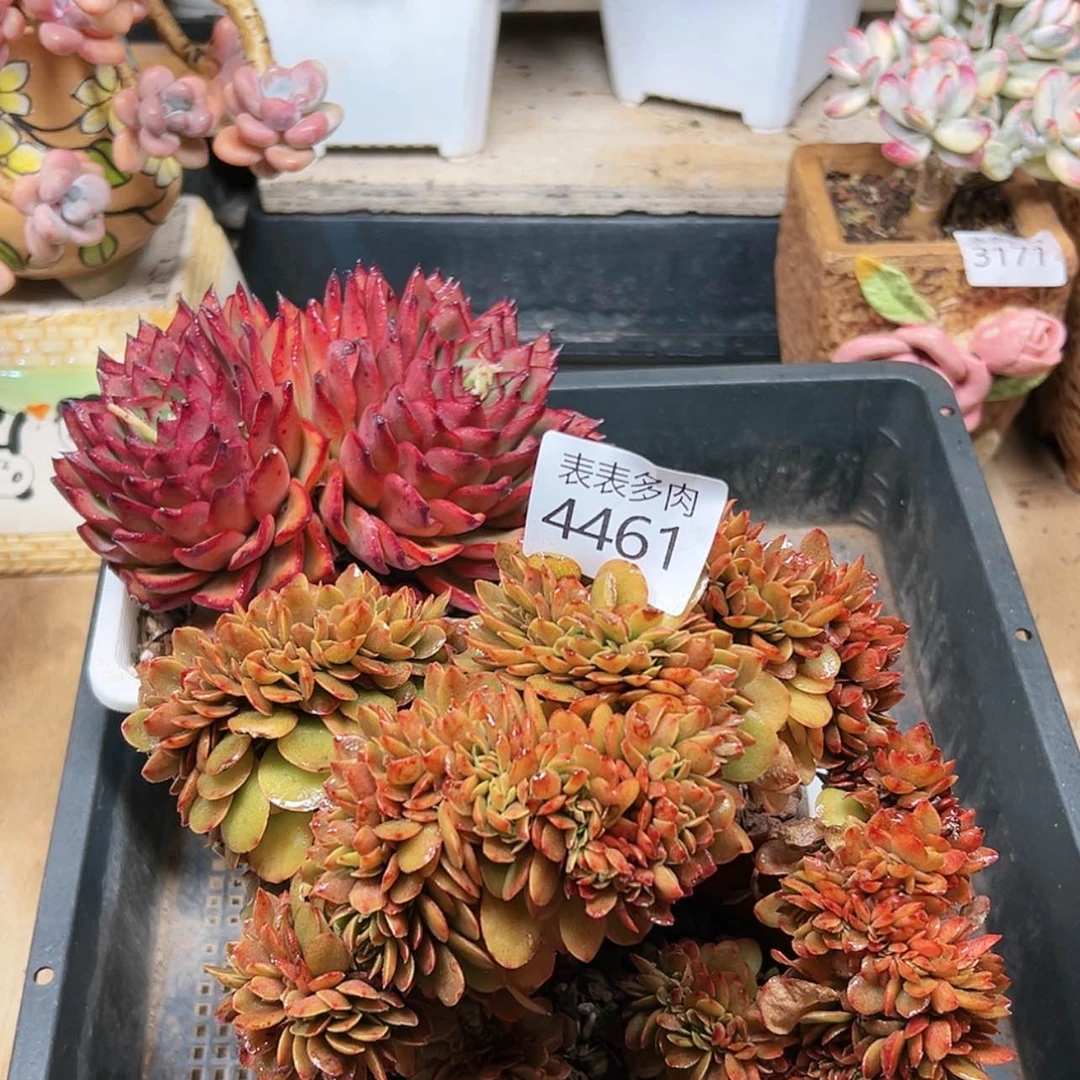 【闪购商品】琳**林每天4 4 6 1