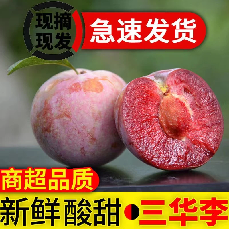 正宗钱排三华李精品中果3斤/5斤装新鲜采摘顺丰包邮（配送椒盐粉）