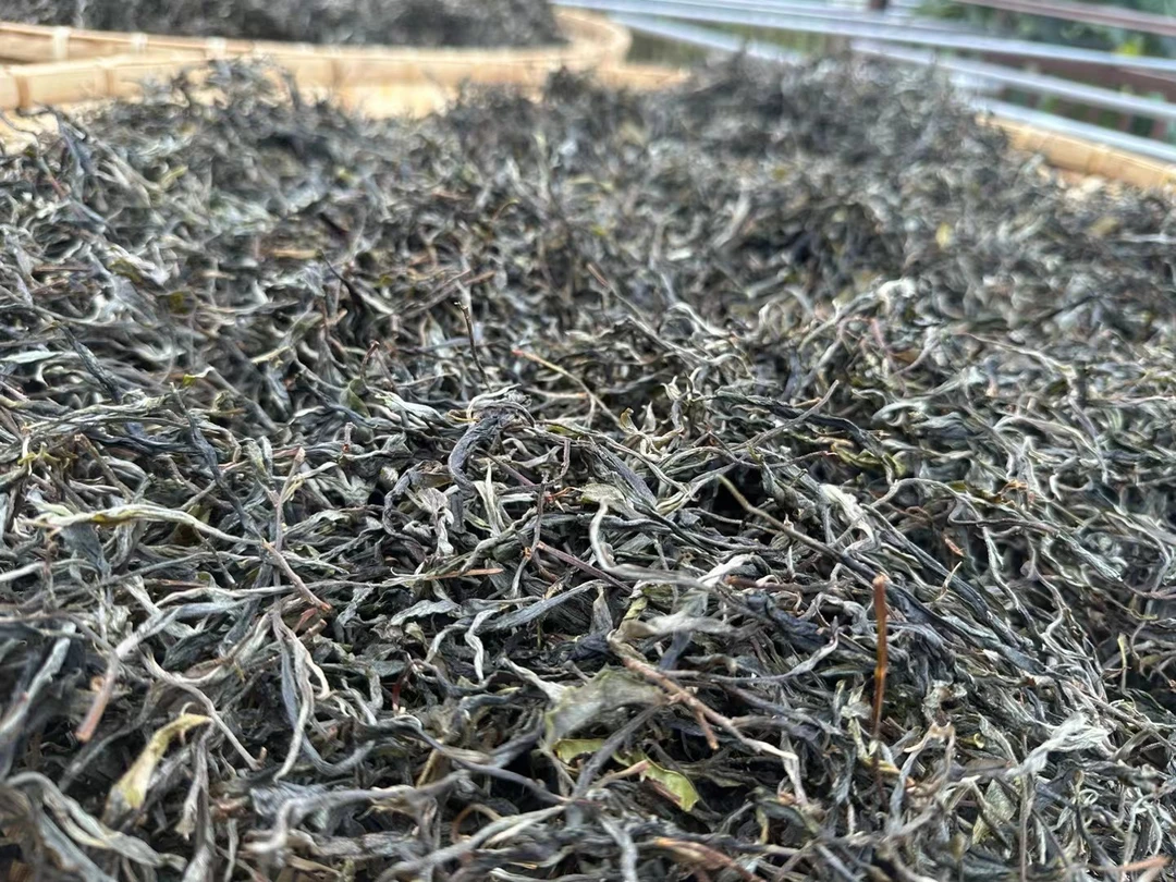 2024年 易武天门山 核心区 乔木 二春 （散）500g