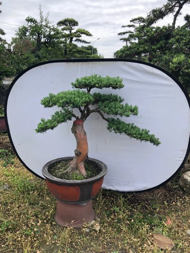 雀舌罗汉松 姿态优雅 高100厘米左右