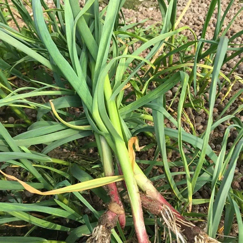 苏北农家本地红头皮根大蒜叶大蒜苗新鲜香青土蒜苗叶时令蔬菜现挖