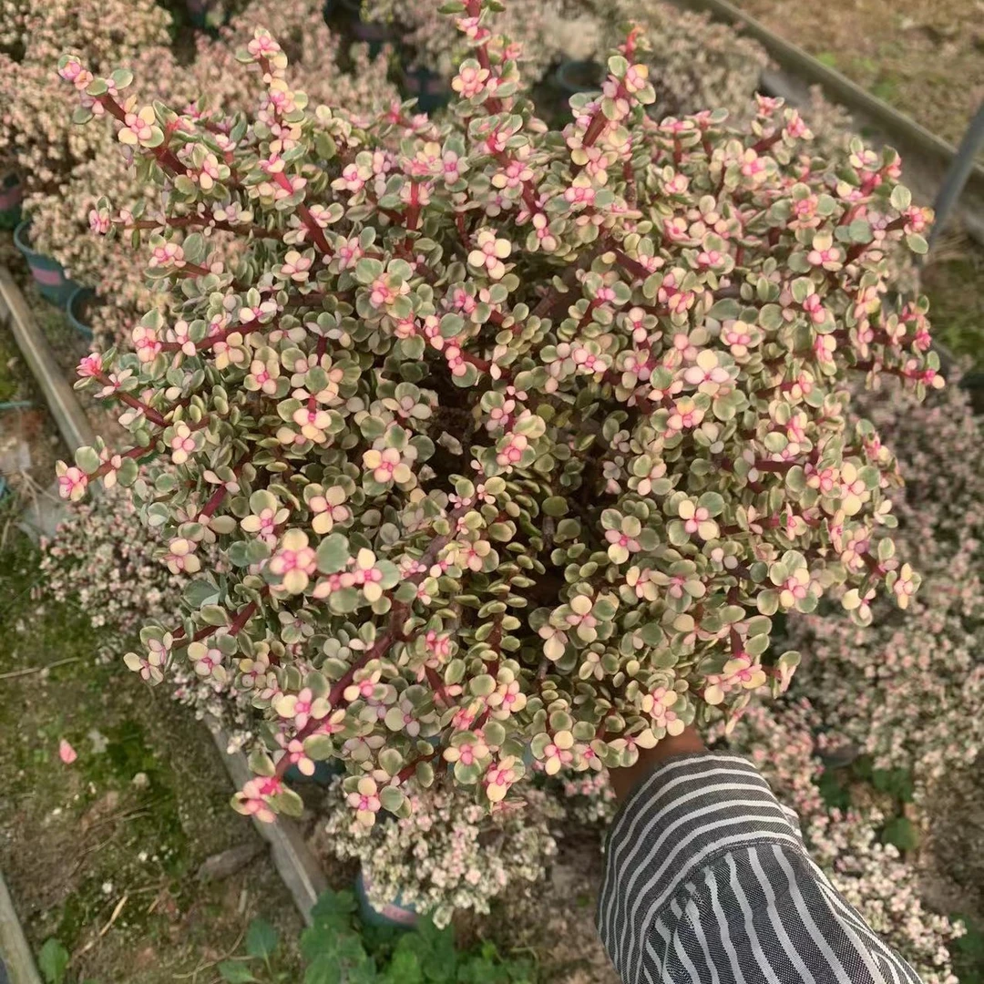 福利金枝玉叶雅乐之舞净化空气拍好打已拍，主播会给你登记送肥料。