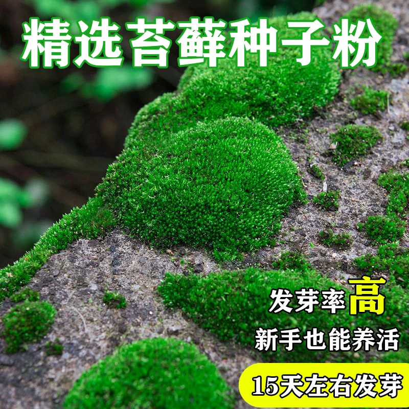 吸水石上水石苔藓种子种子粉盆景青苔植物花草装饰微景观点缀易养
