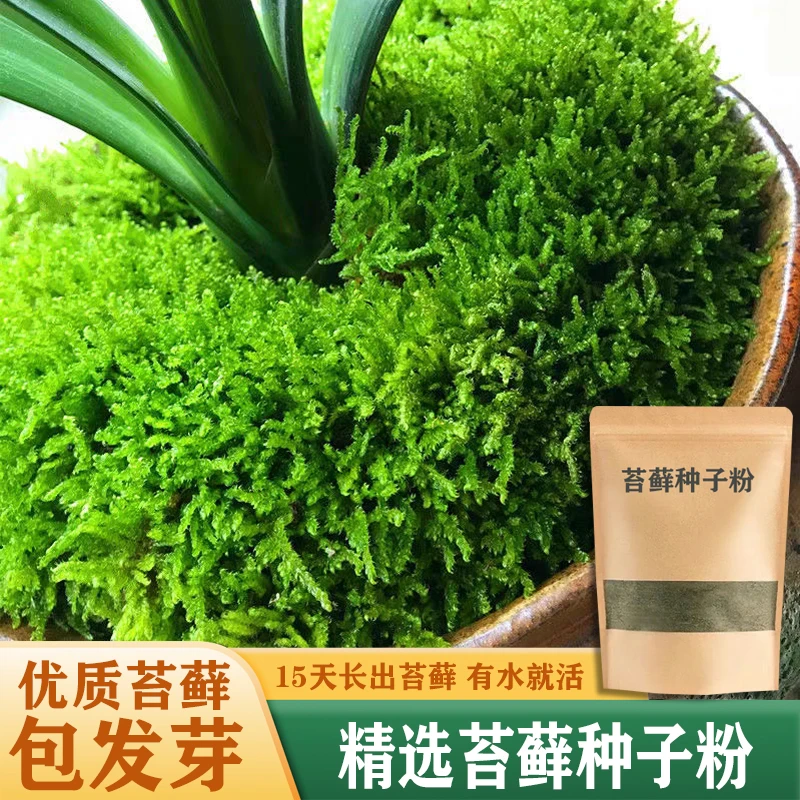 包发芽苔藓种子粉四季鲜活青苔绿植吸水石种子粉盆景造假山微景观