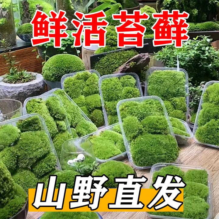 鲜活苔藓盆景假山装饰水陆缸微景观陶瓷铺面植物材料青苔藓白发