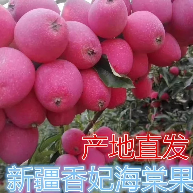 【顺丰空运】新疆香妃海棠果当季新鲜水果脆甜酸甜可口鸡心小苹果