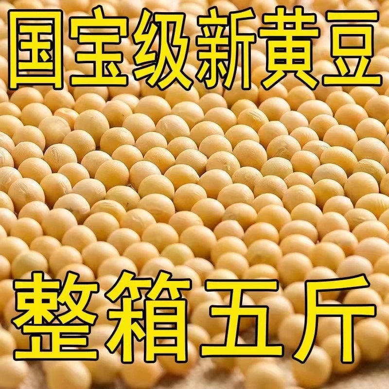23年东北黄豆能发豆芽的黄豆散装发黄豆芽专用豆黑龙江生豆牙黄豆