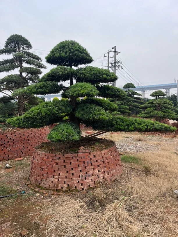 罗汉松造型树庭院别墅种植四季常青不掉叶耐寒耐热