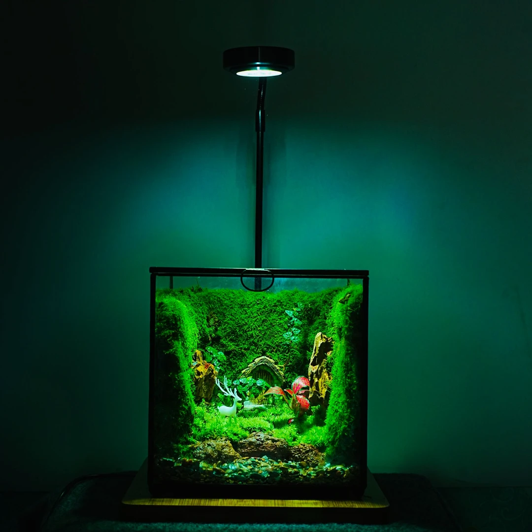 【云影山居】苔藓微景观办公室卧室客厅真花真草蟹缸送8只辣椒蟹