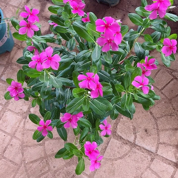 金达莱花粉色带花发货