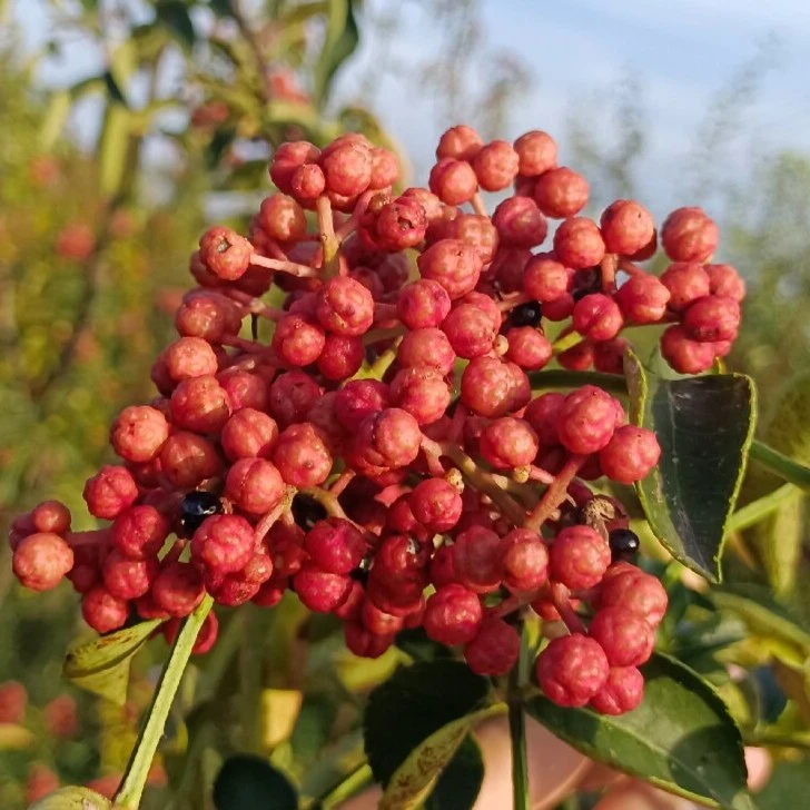 2024大红袍狮子头花椒树苗裸根红色春季植物产量高颗粒饱满不带土