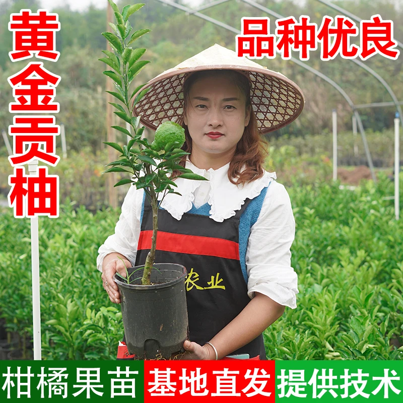 【丹丹】【黄金贡柚】容器杯苗带土叶嫁接幼苗阳台庭院盆栽水果树苗