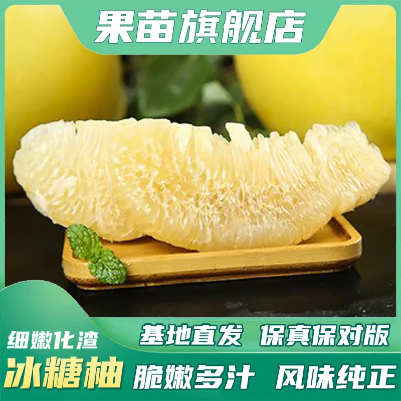 【正宗冰糖柚】容器杯苗带土叶嫁接幼苗柚子树批发果树苗庭院种植