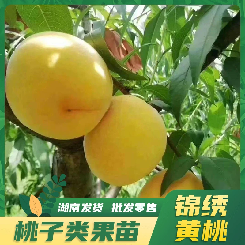 锦绣黄桃盆栽苗炎陵黄桃果树苗嫁接果树苗庭院阳台南北方阳台盆栽