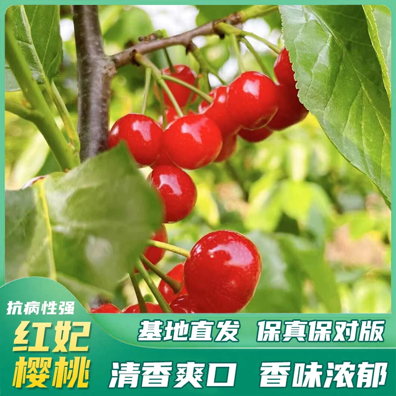 红妃樱桃【精选裸根苗】高压嫁接南方小樱桃地栽园林盆栽嫁接苗种植