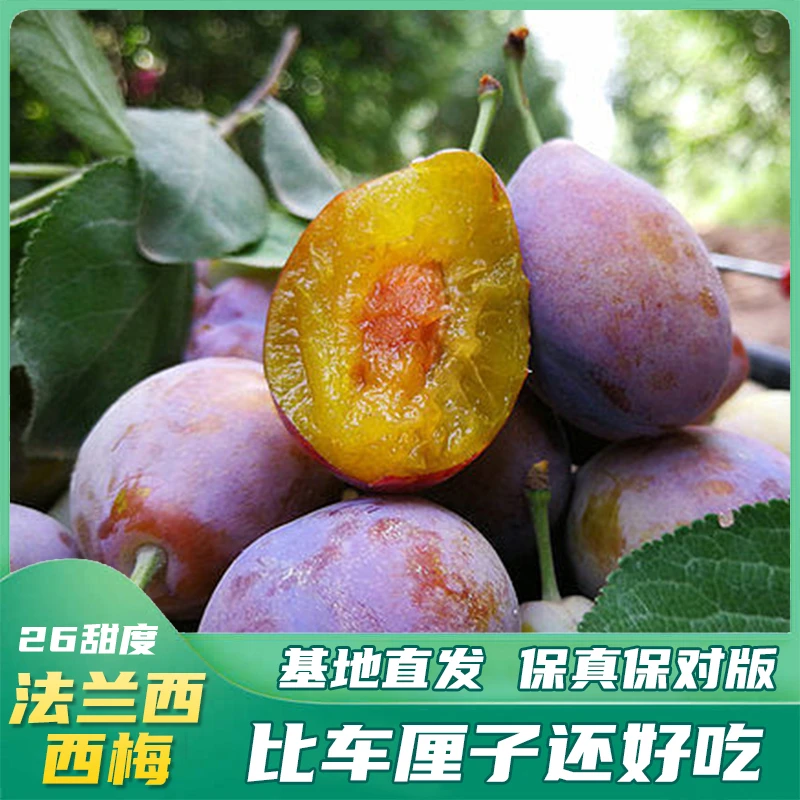 【西梅嫁接苗】西梅树苗阳台庭院法兰西西梅李子果树栽种