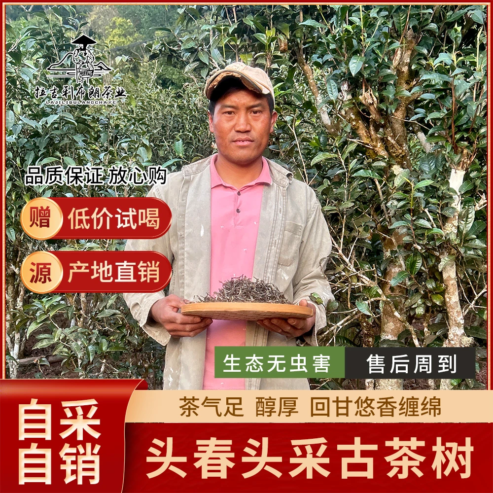曼迈云南普洱茶生茶散茶散装2024年头春400年古树头春布朗山生茶
