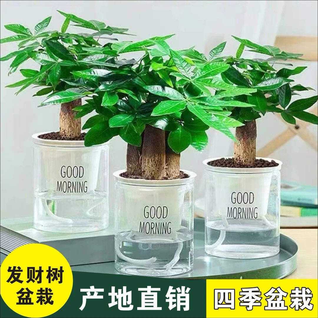 发财树小盆栽发货植物水培客厅懒人摆件新款花卉绿植盆景好养易活