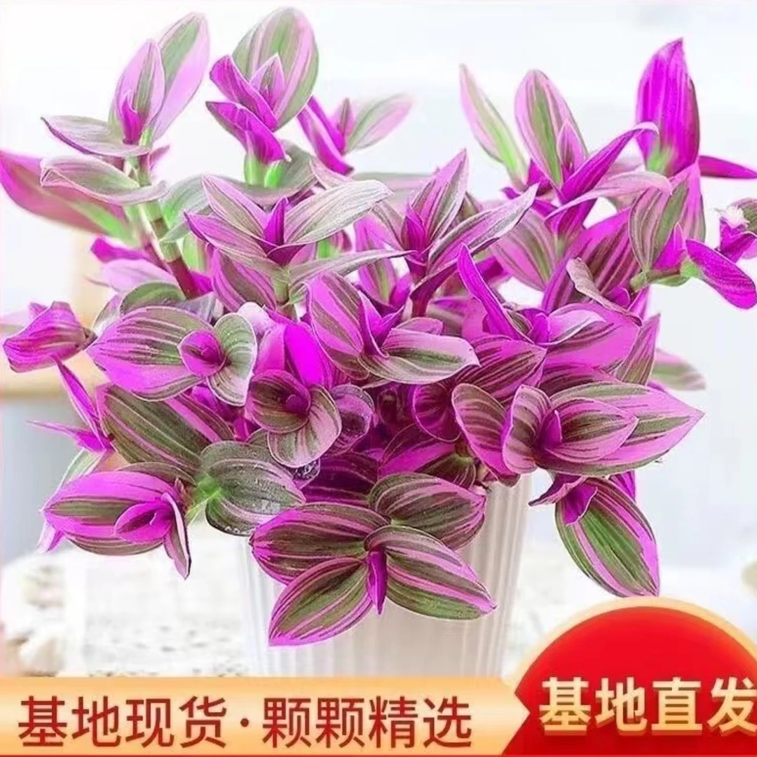 油画婚礼三色懒人进口吊兰易爆盆好养活吸甲醛室内办公多肉植物