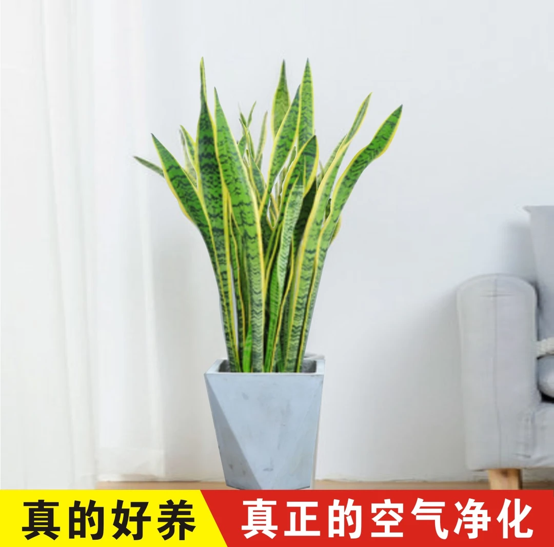 虎皮兰盆栽金边高叶银脉长脚易活室内客厅办公室绿植盆栽室内