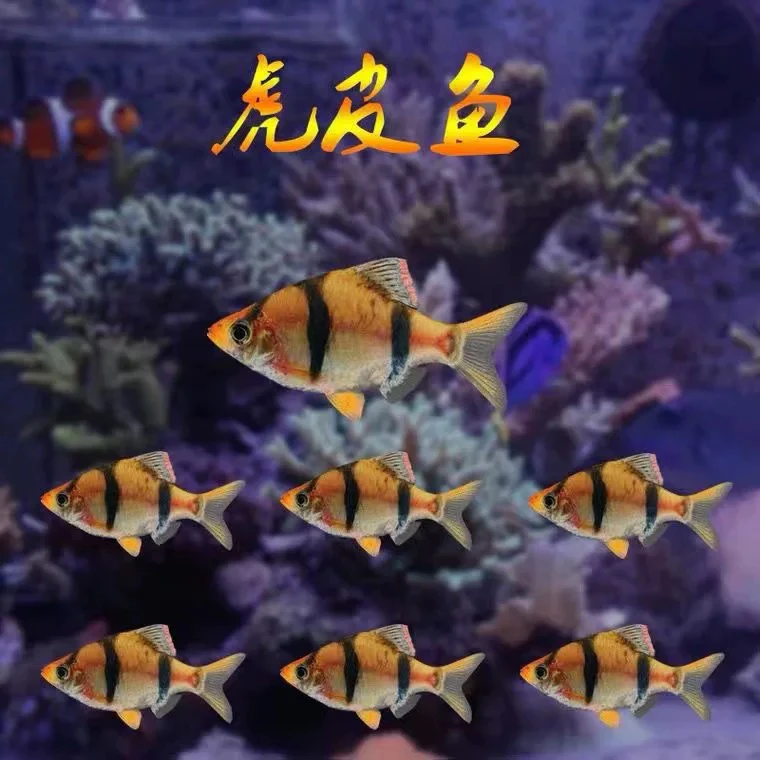 虎皮鱼热带鱼鱼苗观赏鱼小型活体淡水养绿虎皮金虎皮宠物荧光虎皮