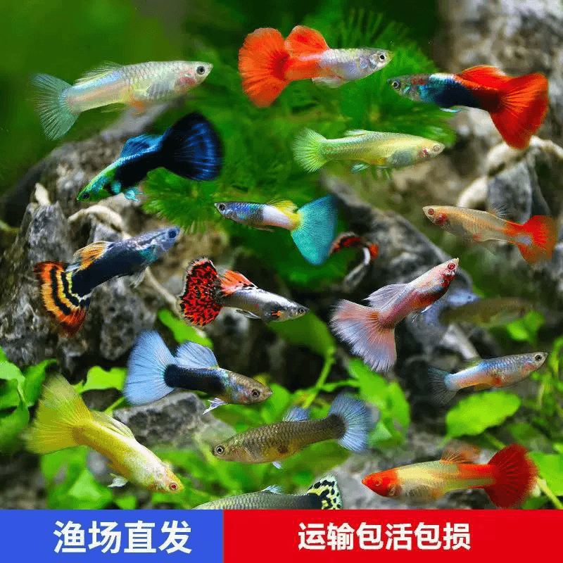 [高纯杂袍孔雀鱼]2到4厘米观赏好养耐活小型热带鱼活体全红冰蓝