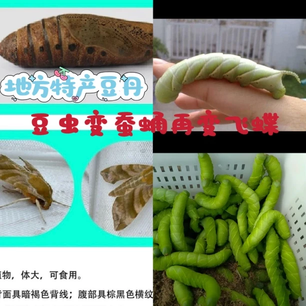 网红【豆单】大豆青虫成蚕蛹再成飞蝶爬宠物豆叶动物可爱萌高蛋白