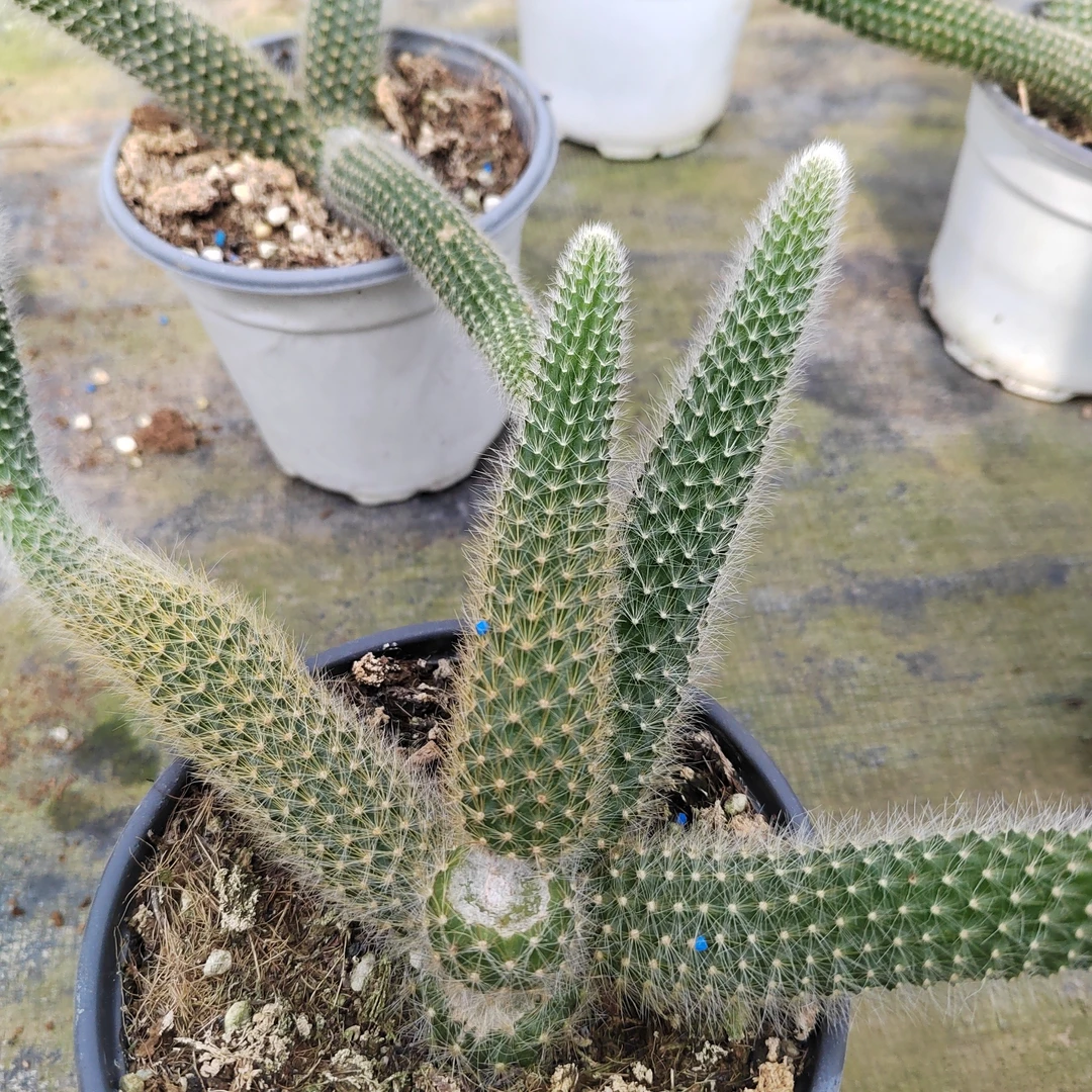 新号开播！福利款！九尾狐福利！一物一拍，脱盆脱土发货