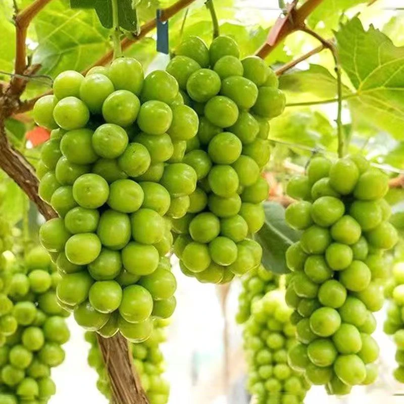巨峰葡萄苖 阳光玫瑰蓝宝石葡萄苗无籽南方北方种植盆栽庭院爬藤