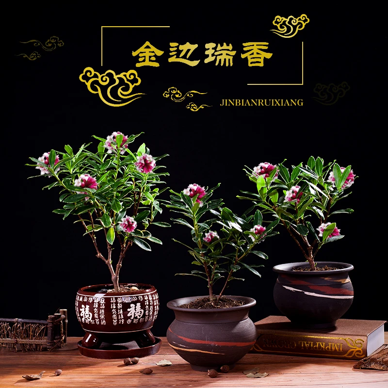 金边瑞香盆栽浓香型耐寒花卉冬季开花植物阳台客厅种植鲜活植物