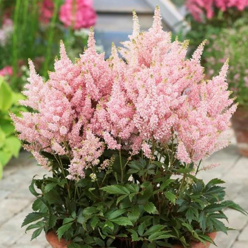 落新妇花卉盆栽花种子庭院植物阳台花园花镜耐阴耐寒种子包邮