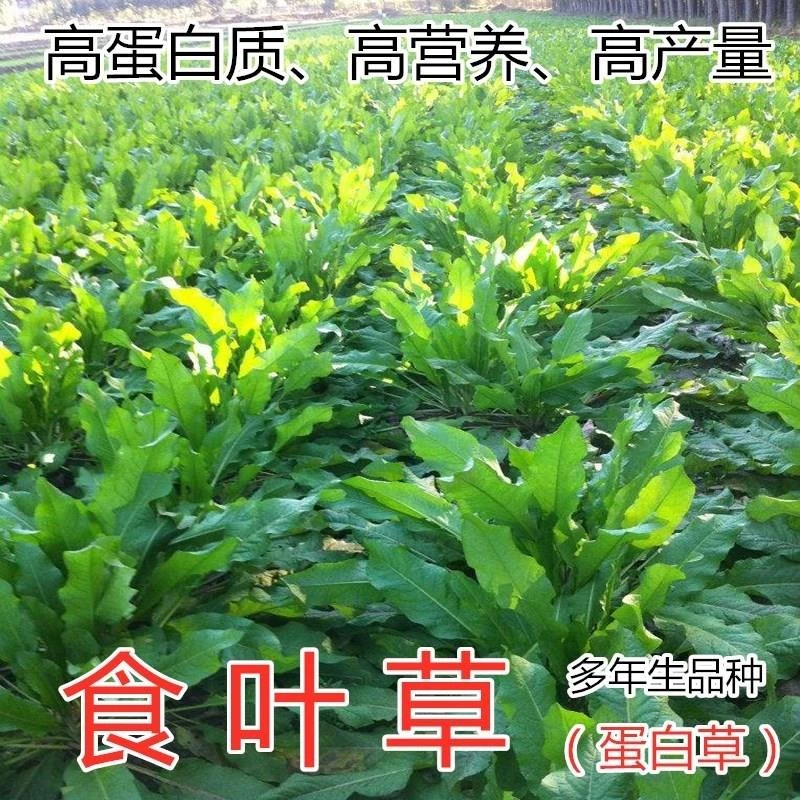 食叶草种子高产耐寒牧草种子进口优质草籽牛羊猪鸡鸭鹅鱼食用草