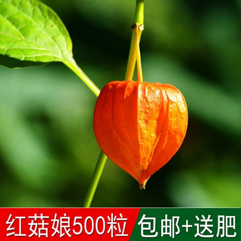 养生蔬菜维生素水果野红菇娘种子戈力洋菇娘毛酸浆锦灯笼草挂金灯