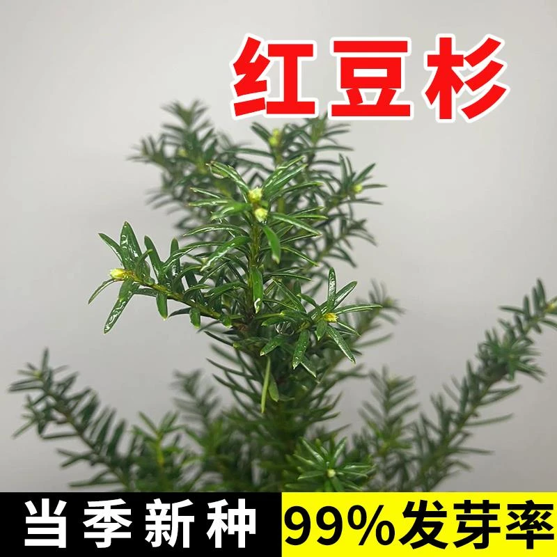 红豆杉种子南方曼地亚红豆杉盆景树苗沙藏开口东北方红豆杉果实籽