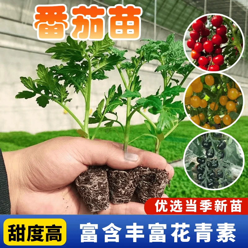 番茄苗黑番茄苗黑黄圣女小西红柿家庭阳台盆栽成活快速优质
