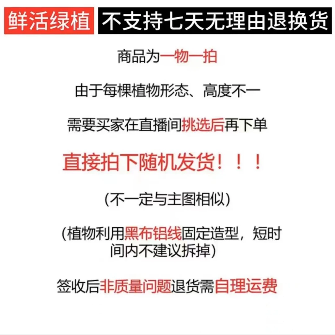三角梅一物一拍专属链接