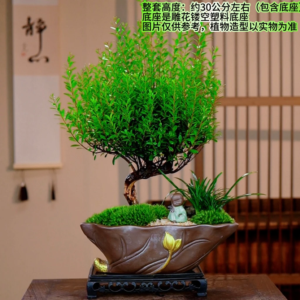 S弯造型老桩小叶赤楠开花结果绿植好养居家办公桌面盆景懒人盆栽