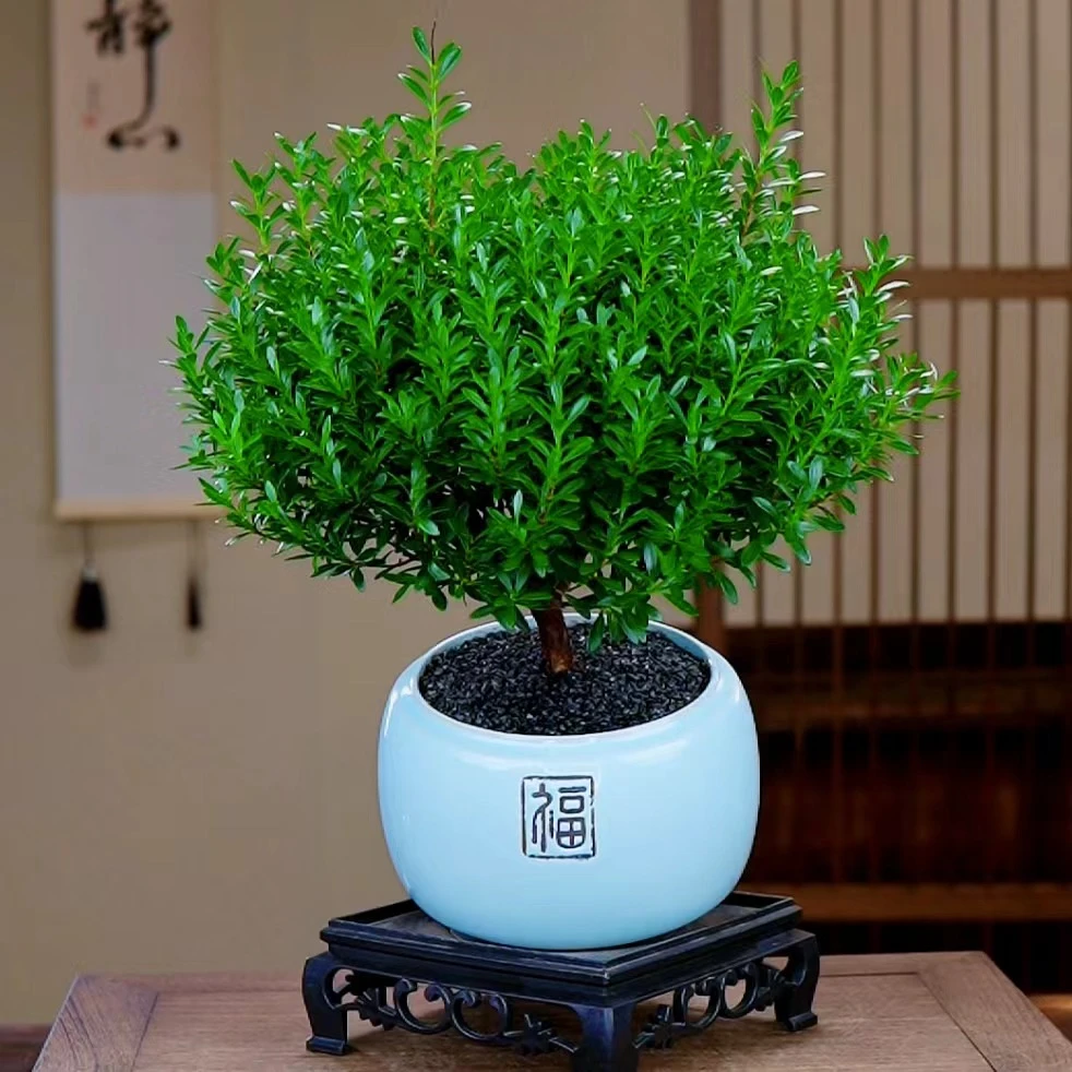 小叶赤楠大棒棒糖造型居家办公绿植室内成品盆景植物好养创意盆栽