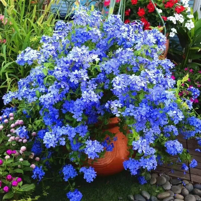 王小帅【蓝雪花】多年生草本花卉室内室外多枝头开花盆栽种植好养