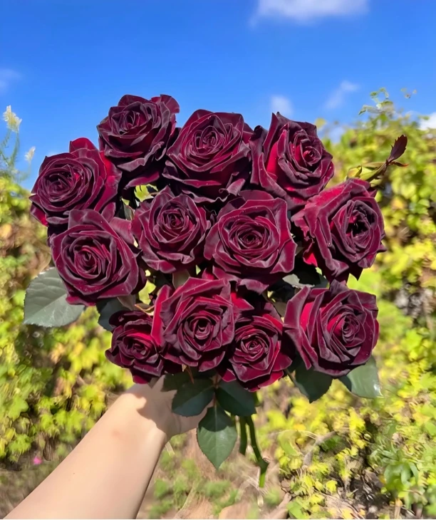 王小帅【黑巴克】黑红色玫瑰系列月季特大切花阳台庭院种植四季开花