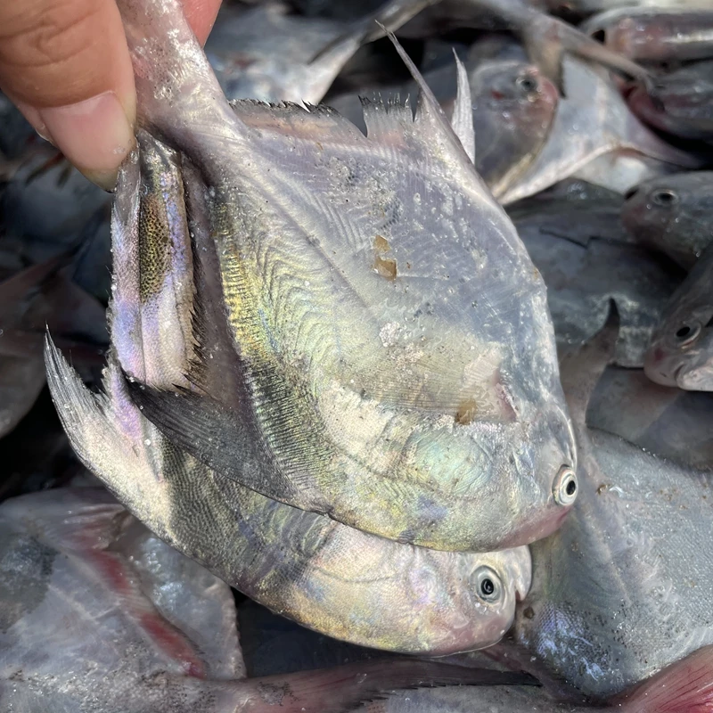 东海银鲳鱿鱼组合 小鲳鱼一斤5-6条3斤包邮